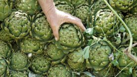 Kalp sağlığından, karaciğer temizliğine: Enginarın 7 faydası