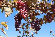 Mardin’de atıl araziler modern bağcılıkla tarıma kazandırılıyor