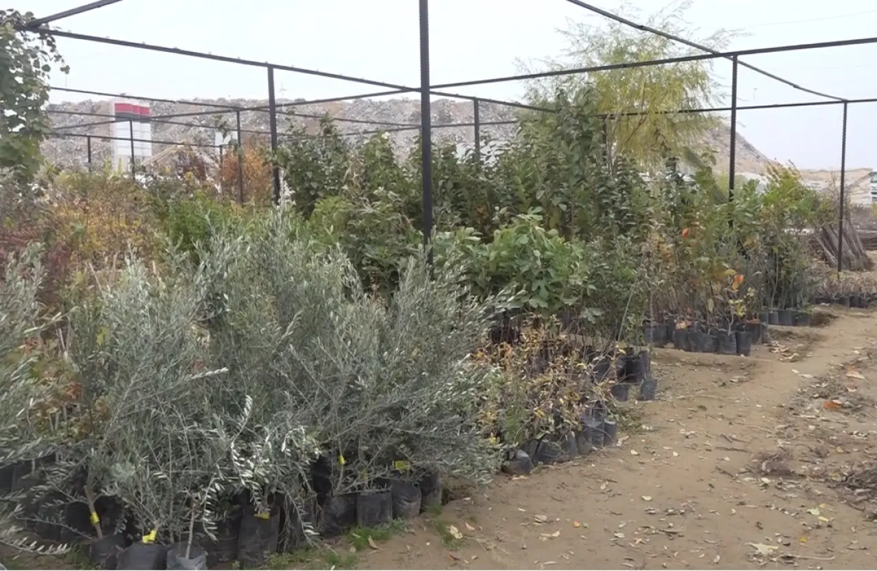 Kayısı ve diğer meyve fidanlarının satışa sunulduğu alandan temsilî görüntü