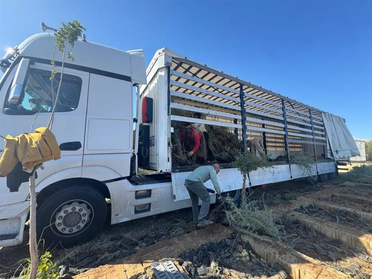 Mardin'den Malatya'ya gönderilmek üzere tıra yüklenen tuz çalısı fidanları